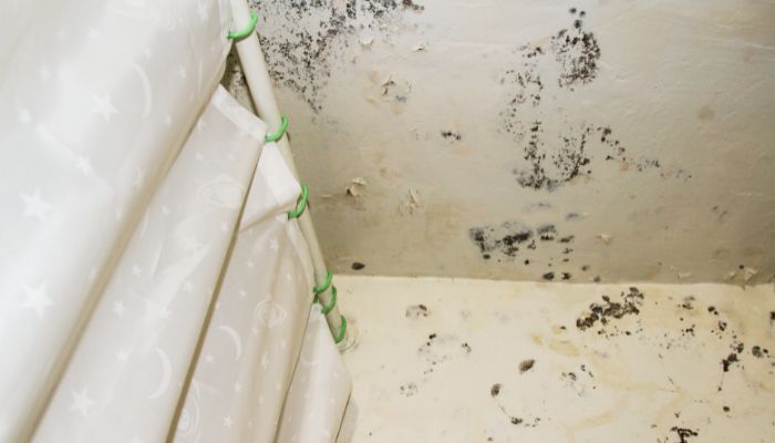 Mold or Mildew Growth