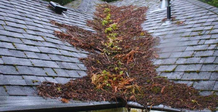 roof full with tree debris which is blocking the gutter