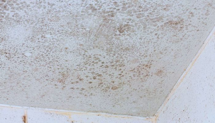 Mold on the Ceiling 