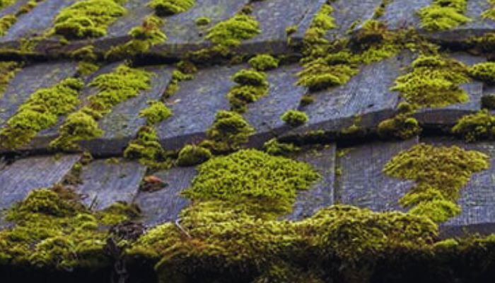 Roof with Moss or Algae growing in it. 