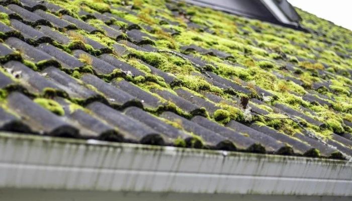 Roof with Algae and Dust 