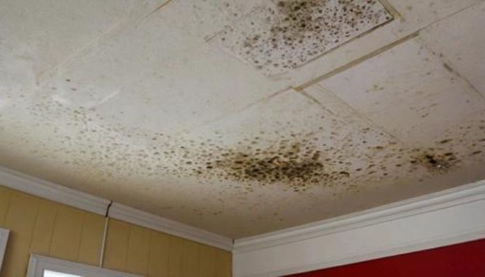 Mold on the ceiling 